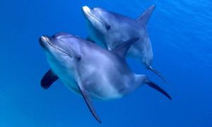 Delfin Tour ab Safaga - Schwimmen mit freilebenden Delfinen