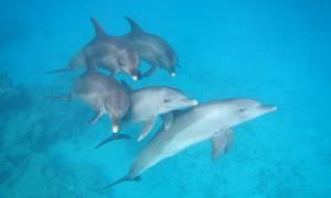 Delfinschwimmen ab Safaga - Begegnung mit Delfinen in freier Wildbahn